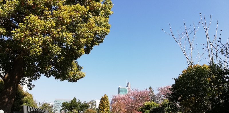 春の青空に木々の緑と桜のピンクがとてもきれいです。
